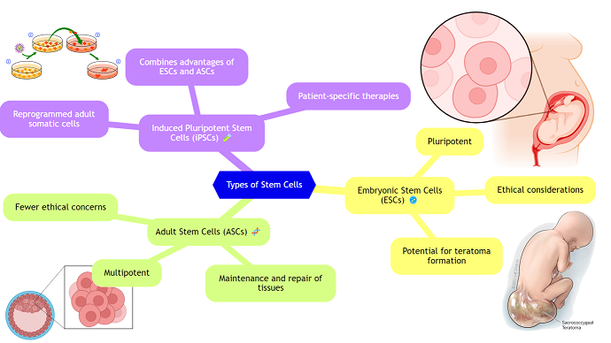 Figure 1 : Illustration of Stem Cell Types